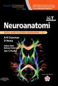 Neuroanatomi