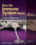 How Immune System Work